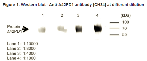 Figure 1: Western blot - Anti-Δ42PD1 antibody [CH34] at different dilution