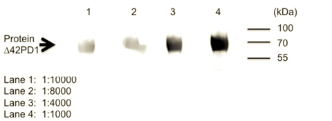 Figure 1: Western blot - Anti-Δ42PD1 antibody [CH101] at different dilution