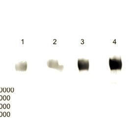 Monoclonal mouse anti-Δ42PD1 antibody, clone CH101
